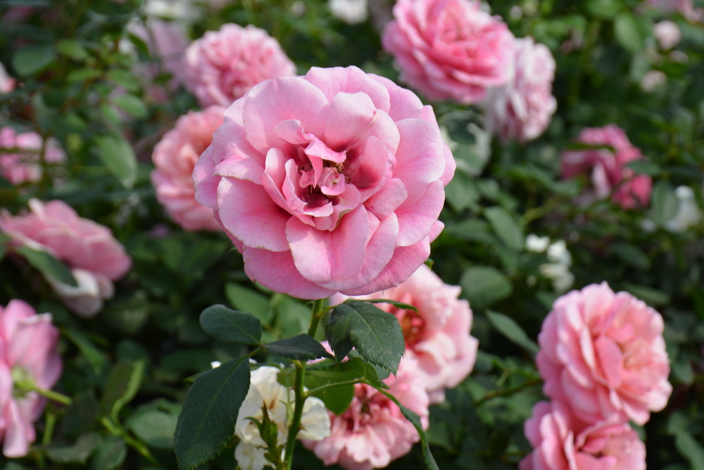 Rosa (HHp) `Persian Mystery` ®_2020.08.03 (4).JPG